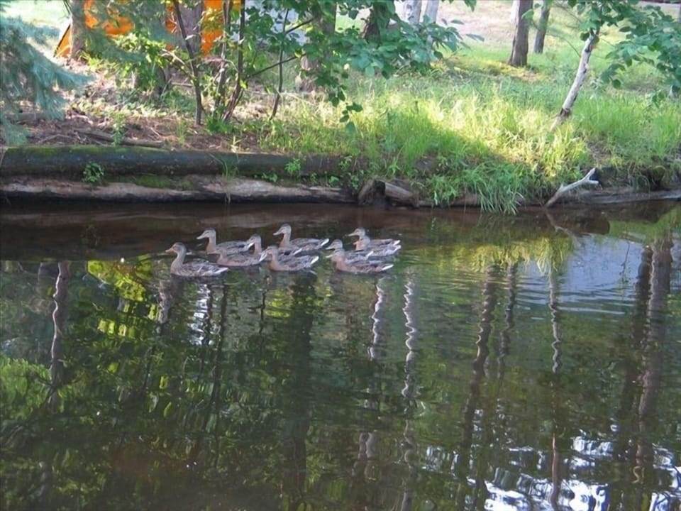 Baby Ducks