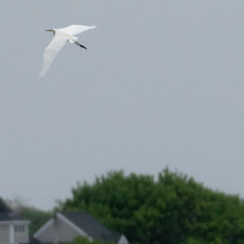 Egret in flight taken from the deck.