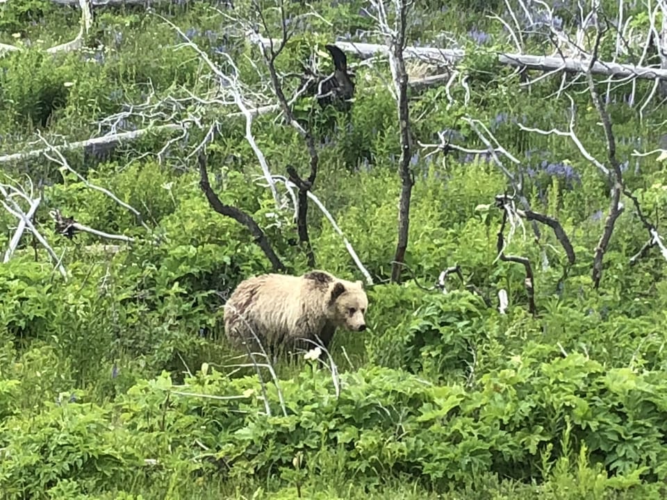 Grizzly in Yellowstone 