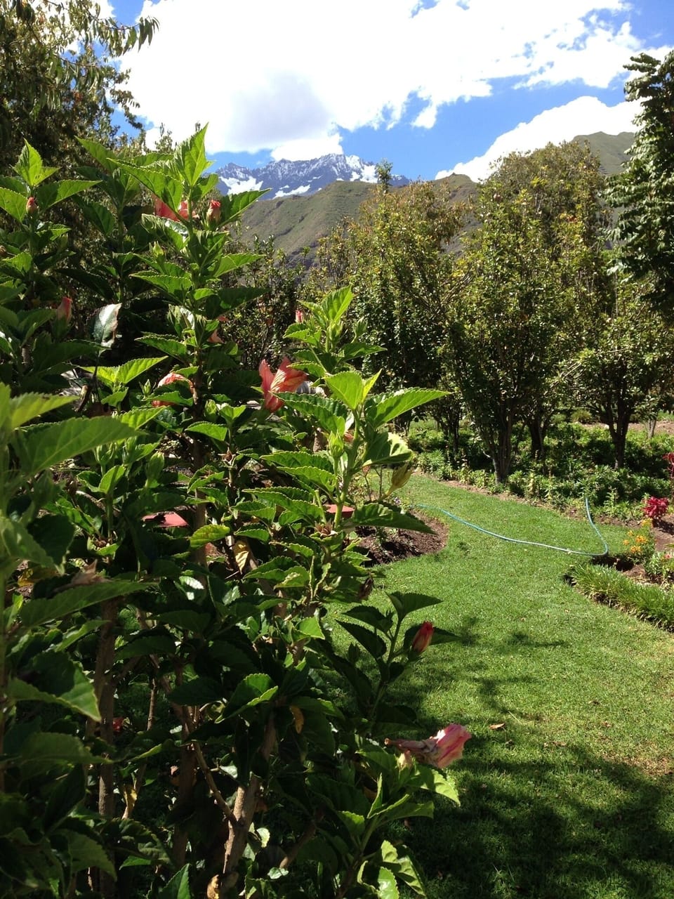 Garden view with plants and fruit trees.
