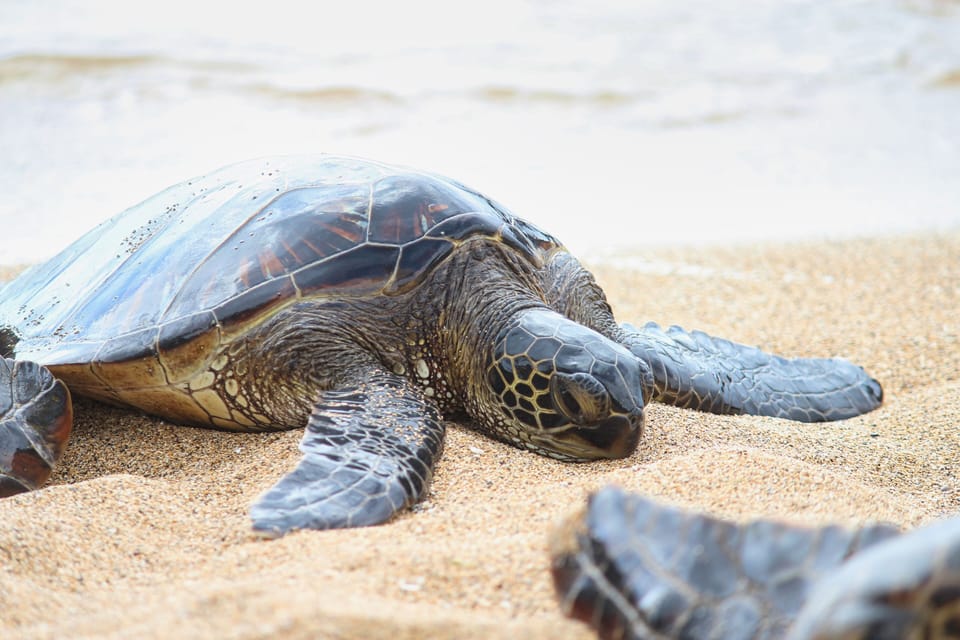 Young sea turtle sun bathing!