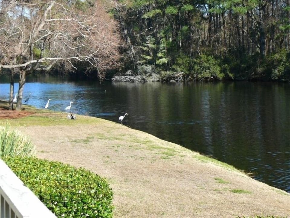 From the deck, watching the birds feed.