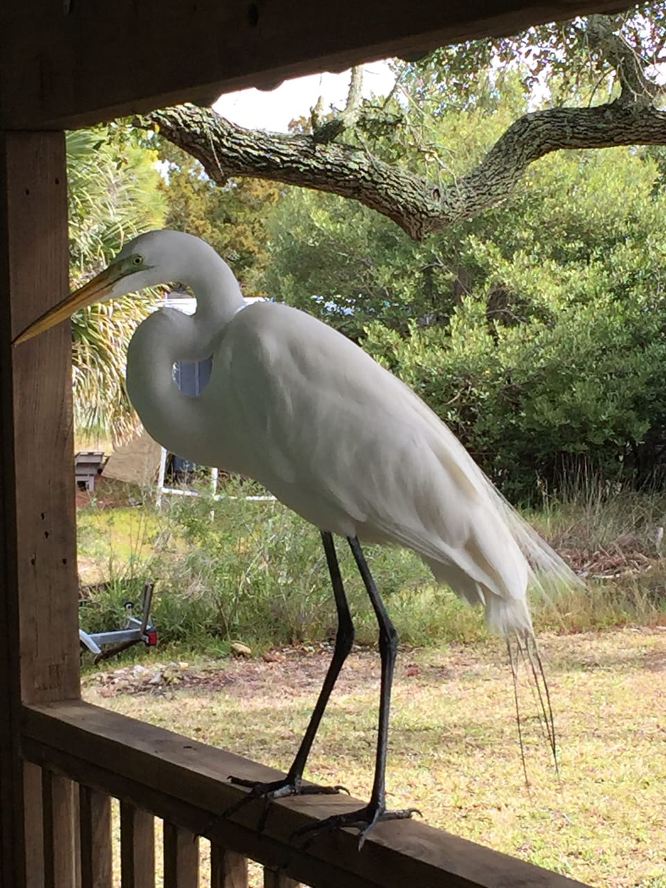 Visitor....plenty of birds to see from porch and dock!