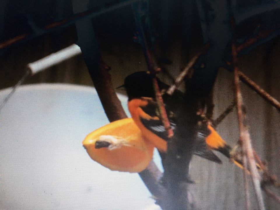 Baltimore oriole