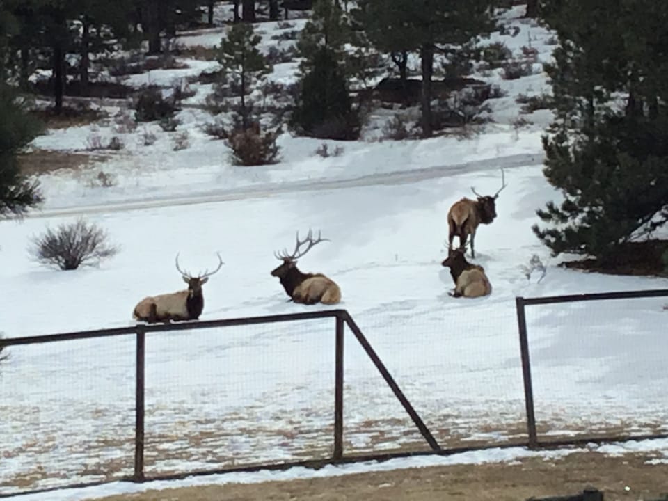 Elk bulls relaxing in the yard