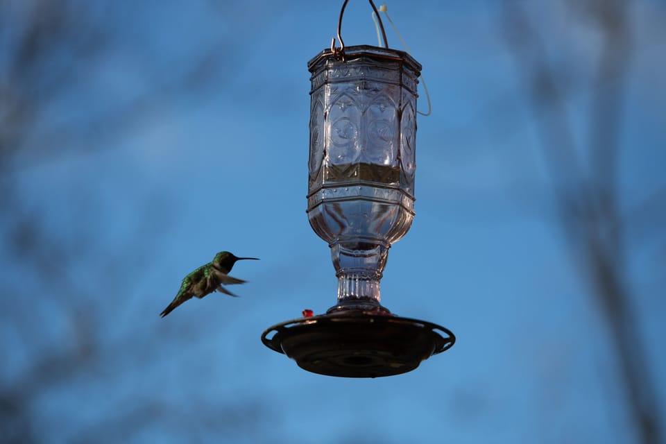 We supply hummingbird feeders!  A favorite past-time of our guests!