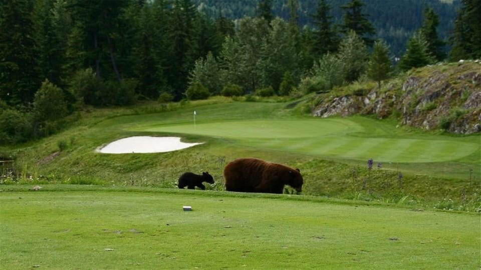 Bears golfing