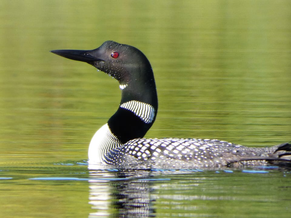 Common loon - an uncommon sight, but often heard on the lake