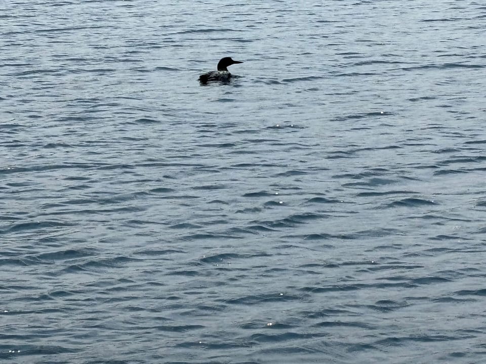 Frequently seen loon