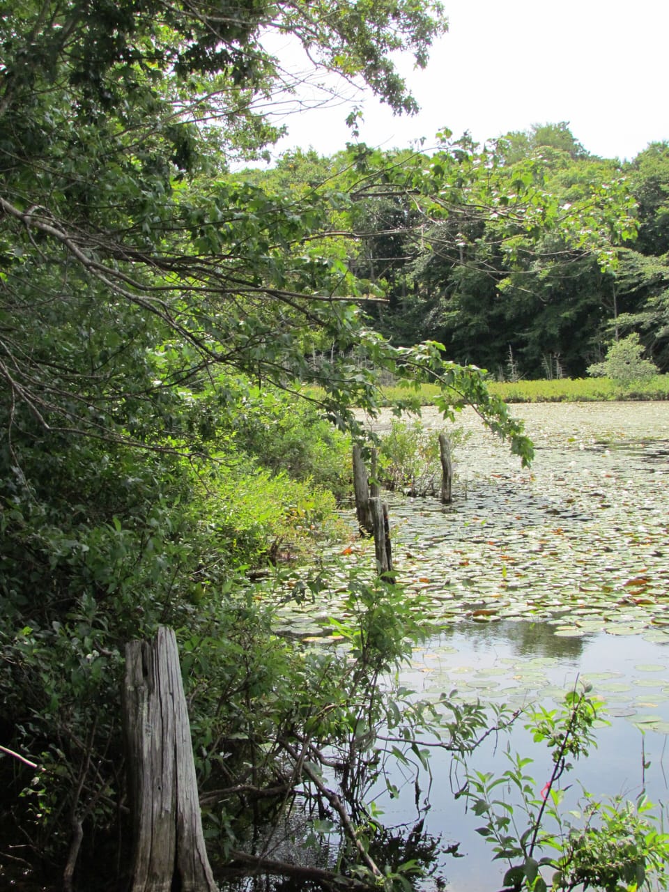 The Little Pond Across the Road 
