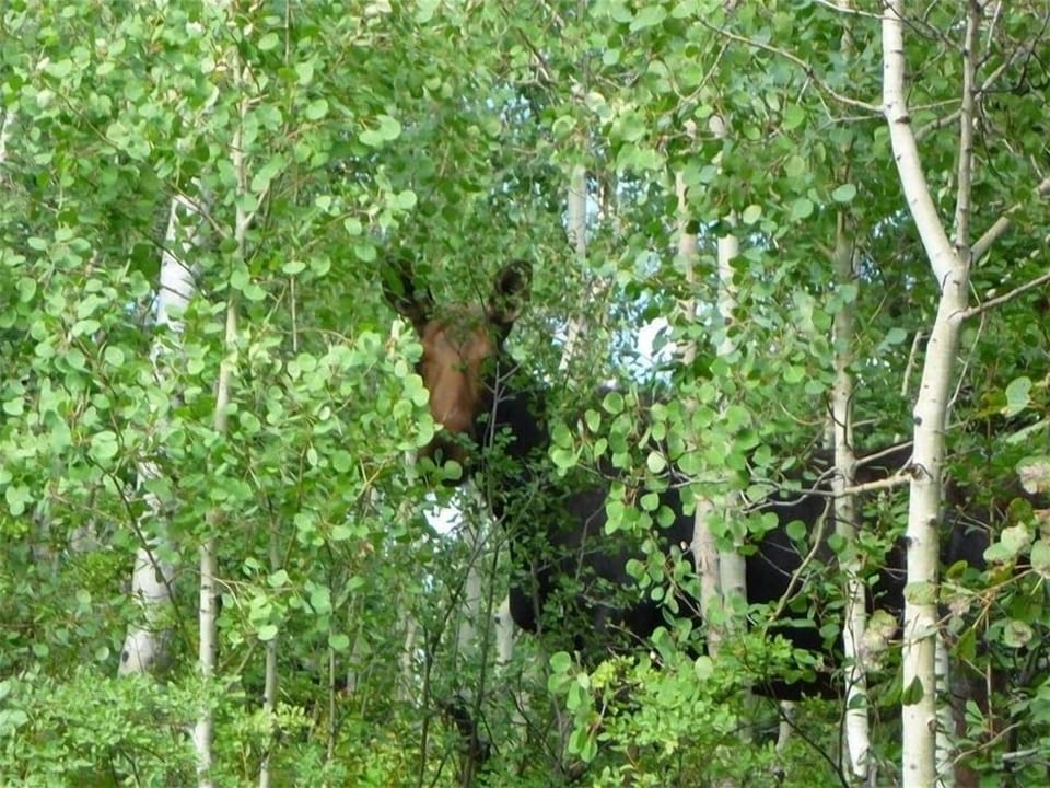 Moose in the trees 20 feet from the condo as viewed through the picture windows