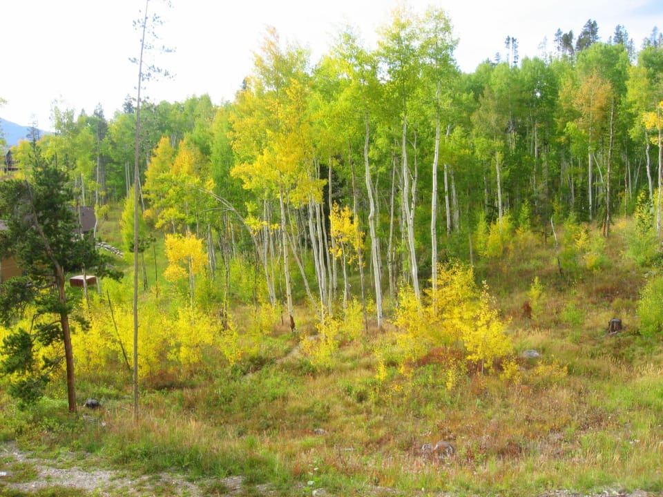 View from Side Deck - Fall Aspen Color