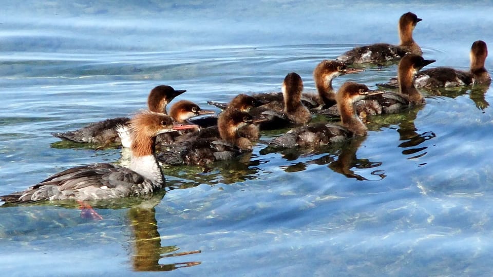 Mergansers swimming by 