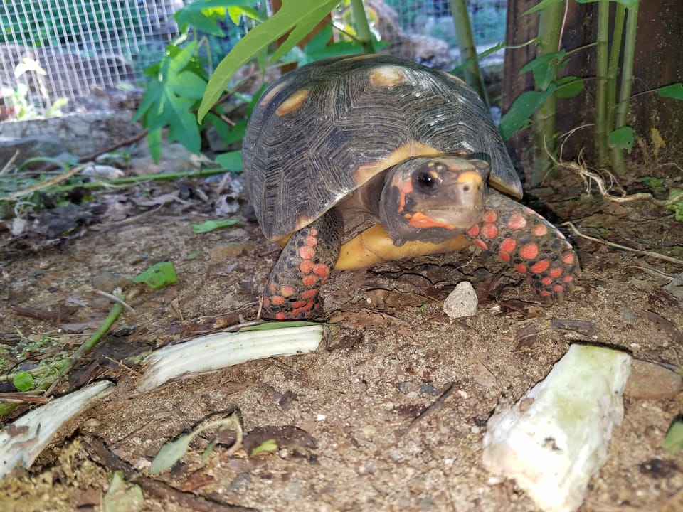 Turtle Pen for the kids!  We have 3 red footed tortoises the kids will love!!