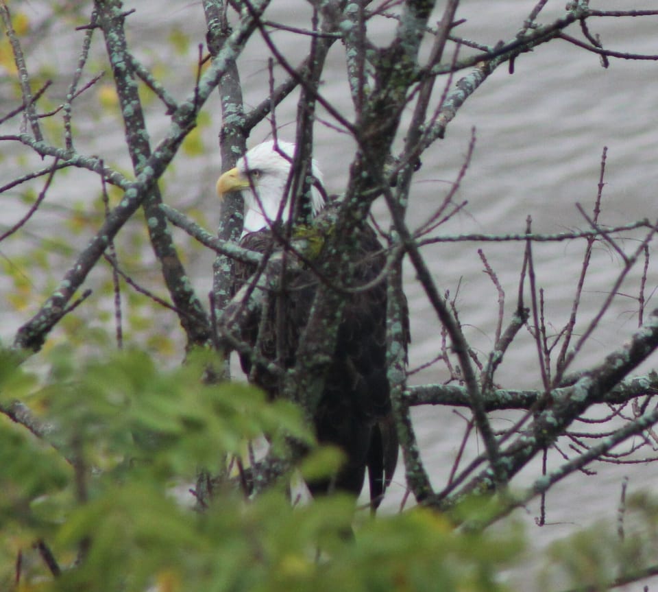 American Bald Eagle perched below the guesthouse looking for dinner