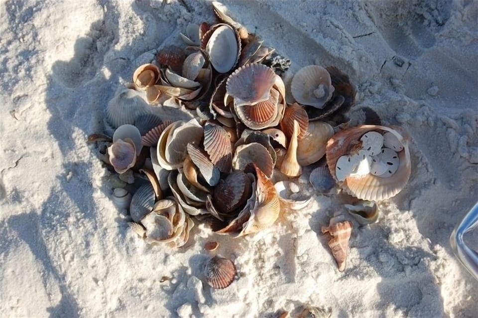 Shells Are Plentiful