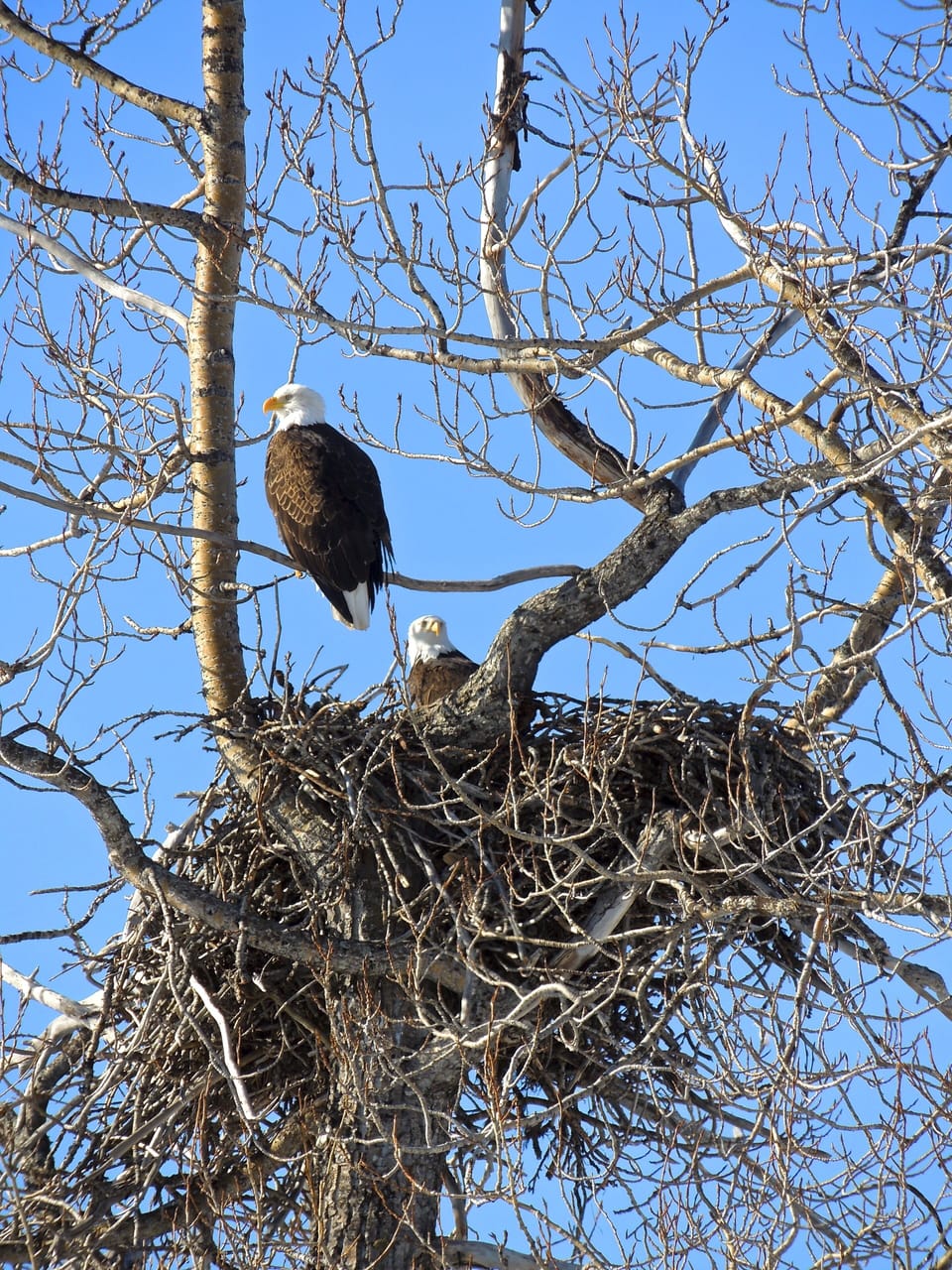 Many eagles to be found 