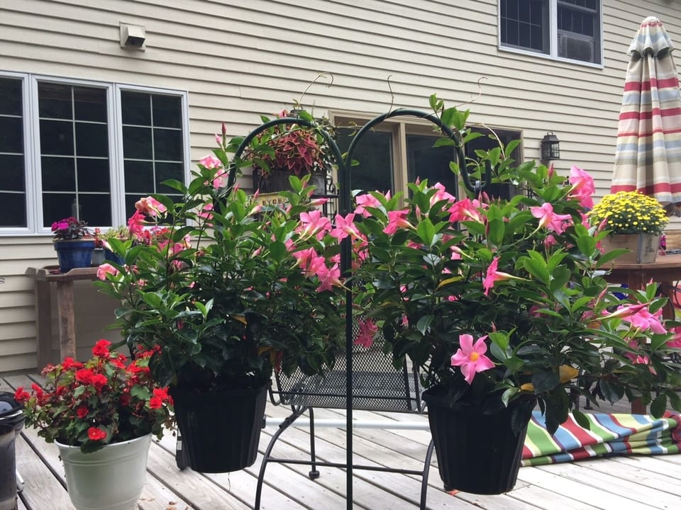 Beautiful Tropical Hanging Baskets off the deck