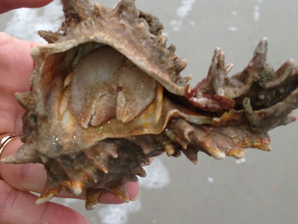 Fripp Island is a nature island and home to many sea animals.