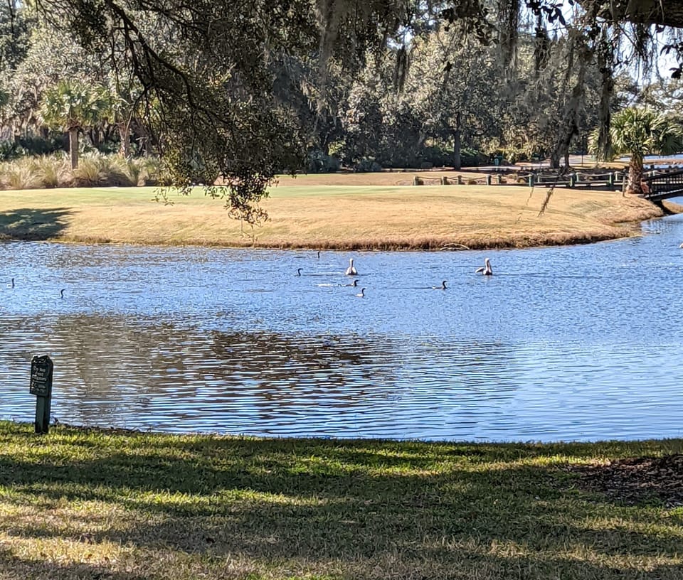 Lagoon view from backyard