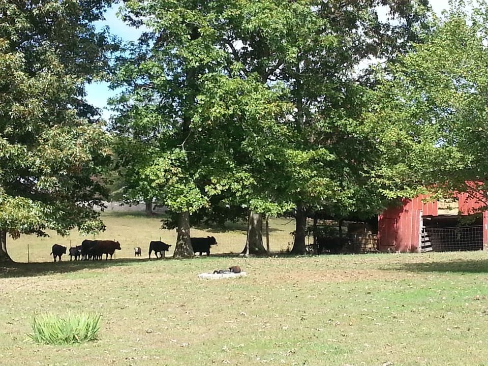 A view of some cattle by the barn seen from back deck.

