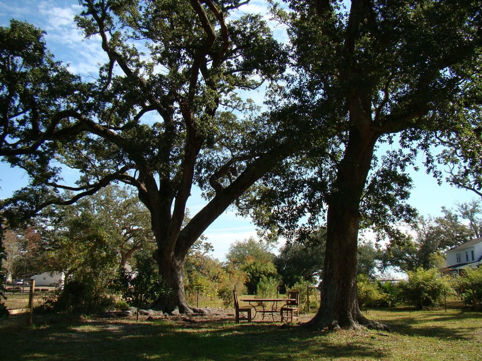 End your day with a simple meal under live oaks