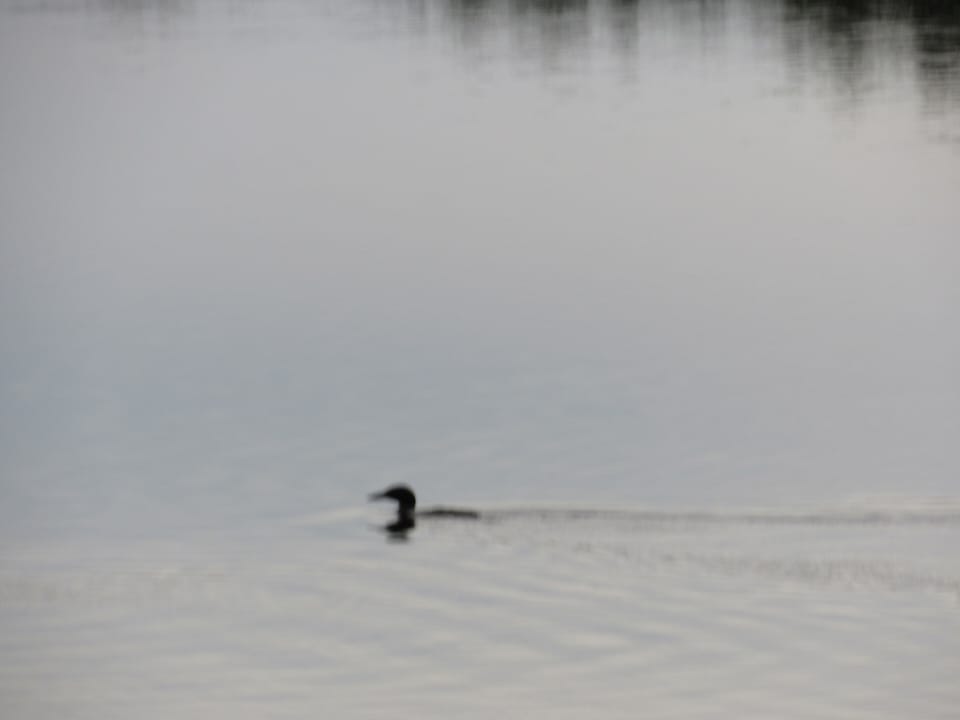 Loon view from living room