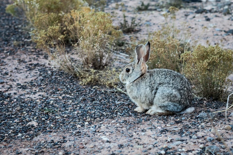 Local resident