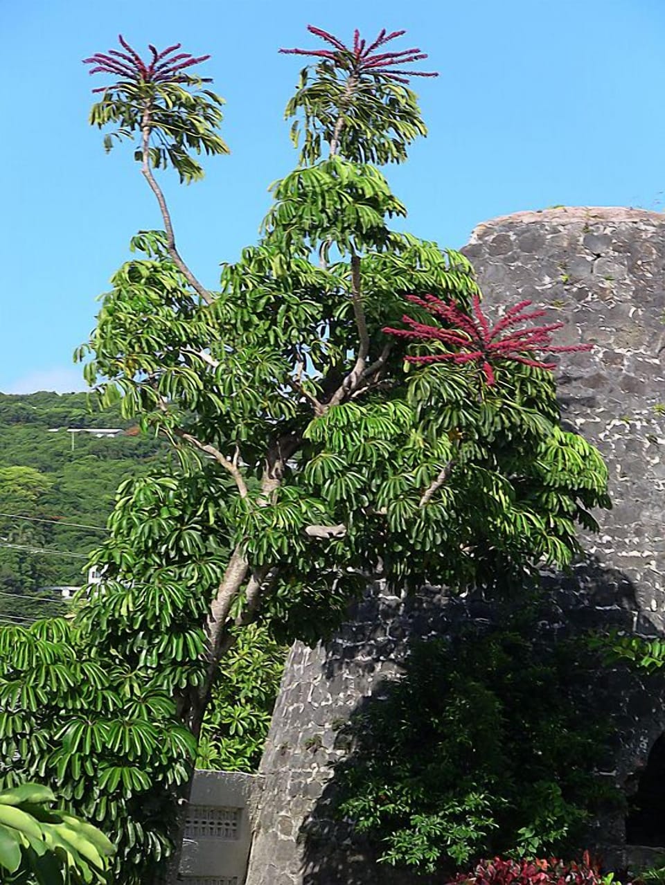 Gorgeous vegetation around the island.This is at Sugar Beach.