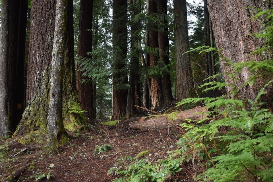 View of National Forest behind the cabin.