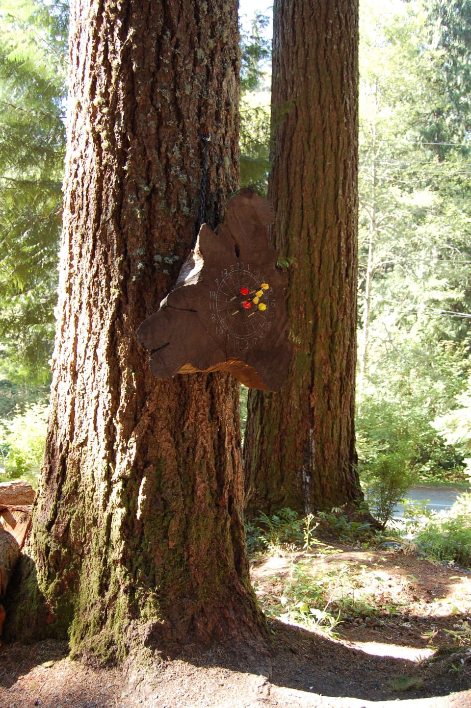 Cedar slab dart board