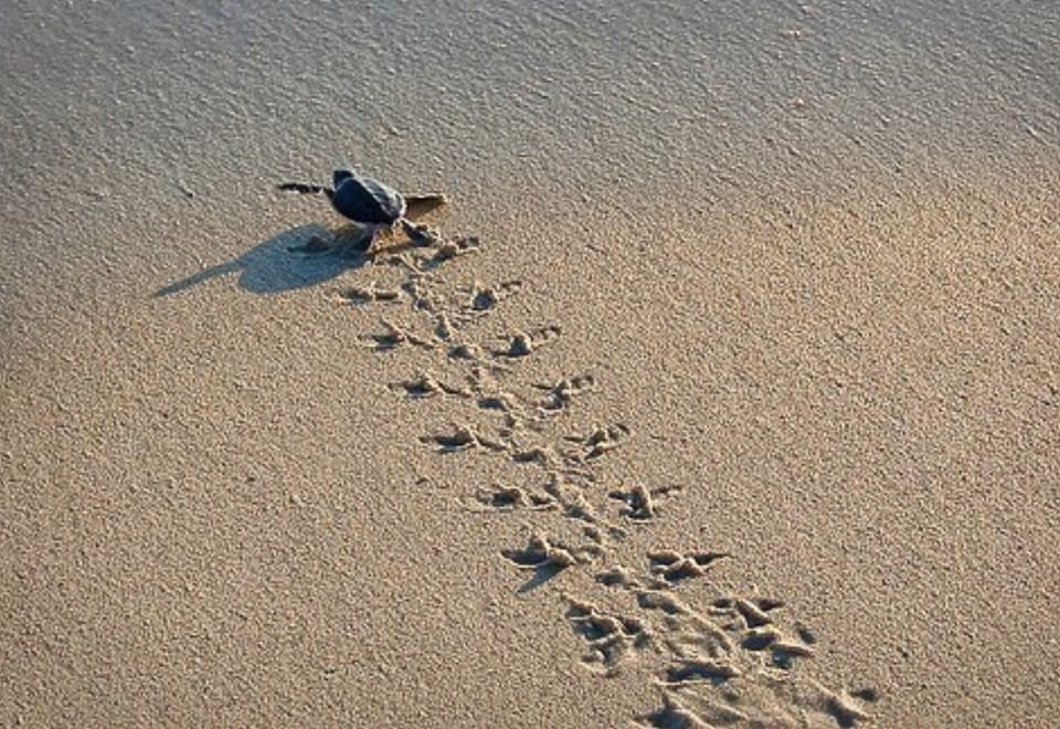 Walk a Miracle Mile in these Baby Sea Turtle's Tiny Footsteps!