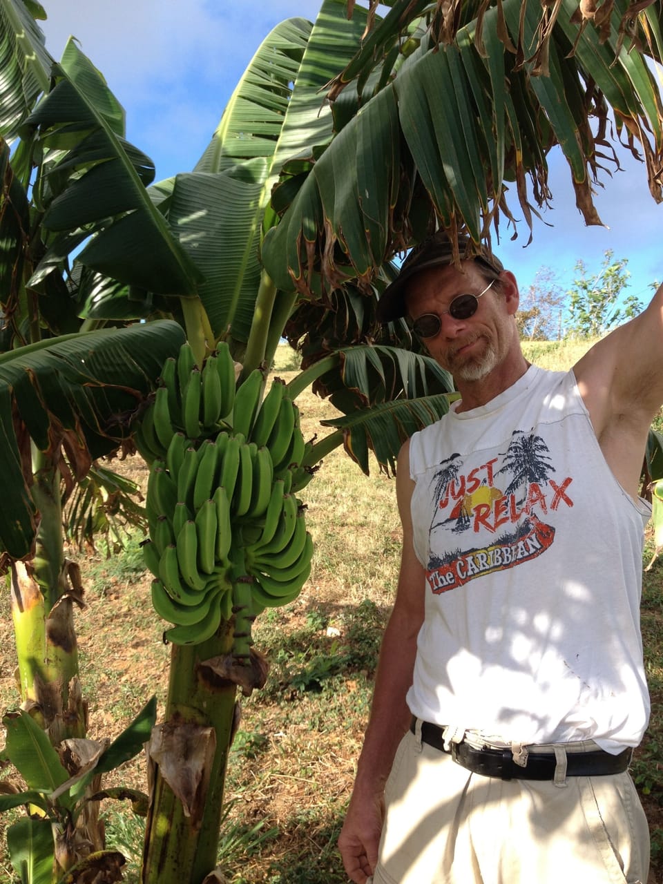 The banana Patch