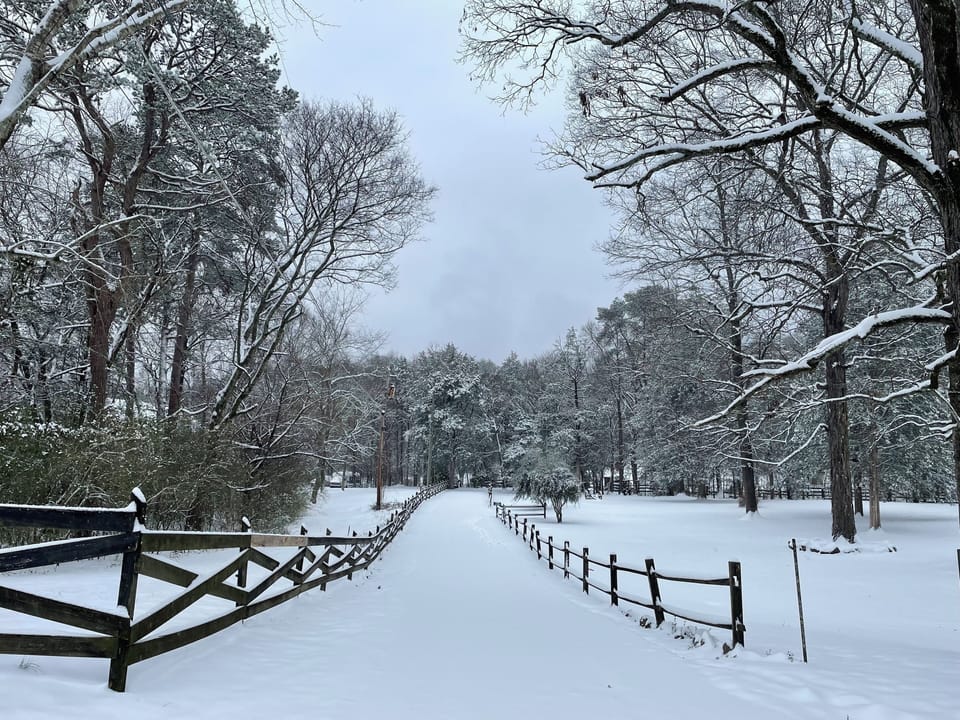 Quiet, snowy morning on our road