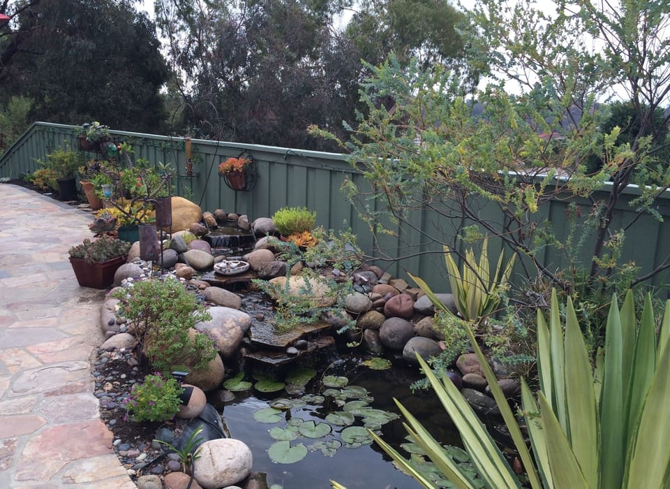 Backyard pond. A bird's paradise!