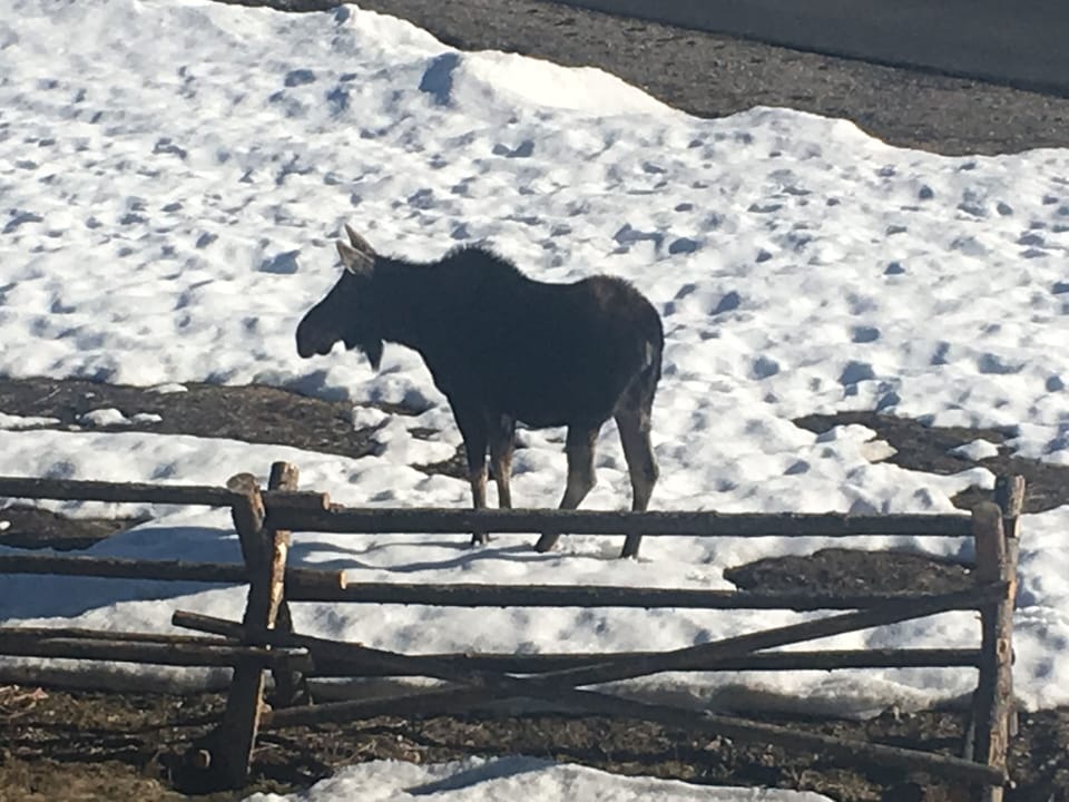 View wildlife from deck