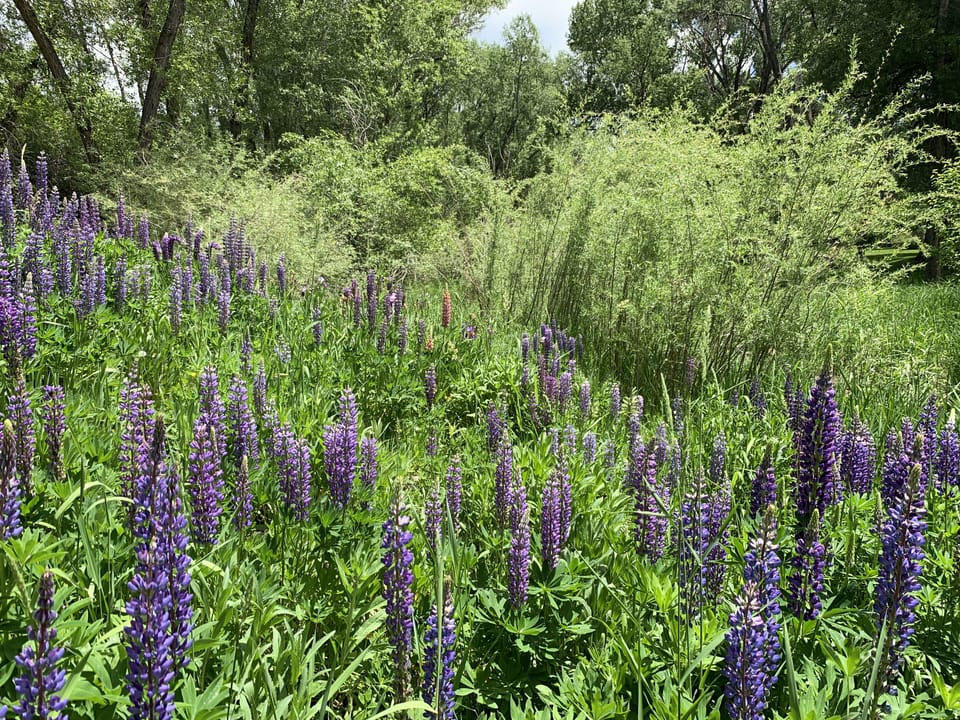Lupine 
