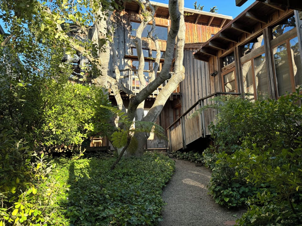 California Oak takes center of property with house built around it