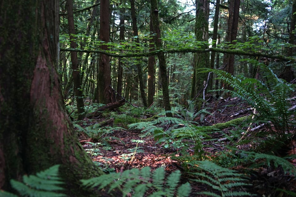 16 acres of private property, including beautiful forests and streams.
