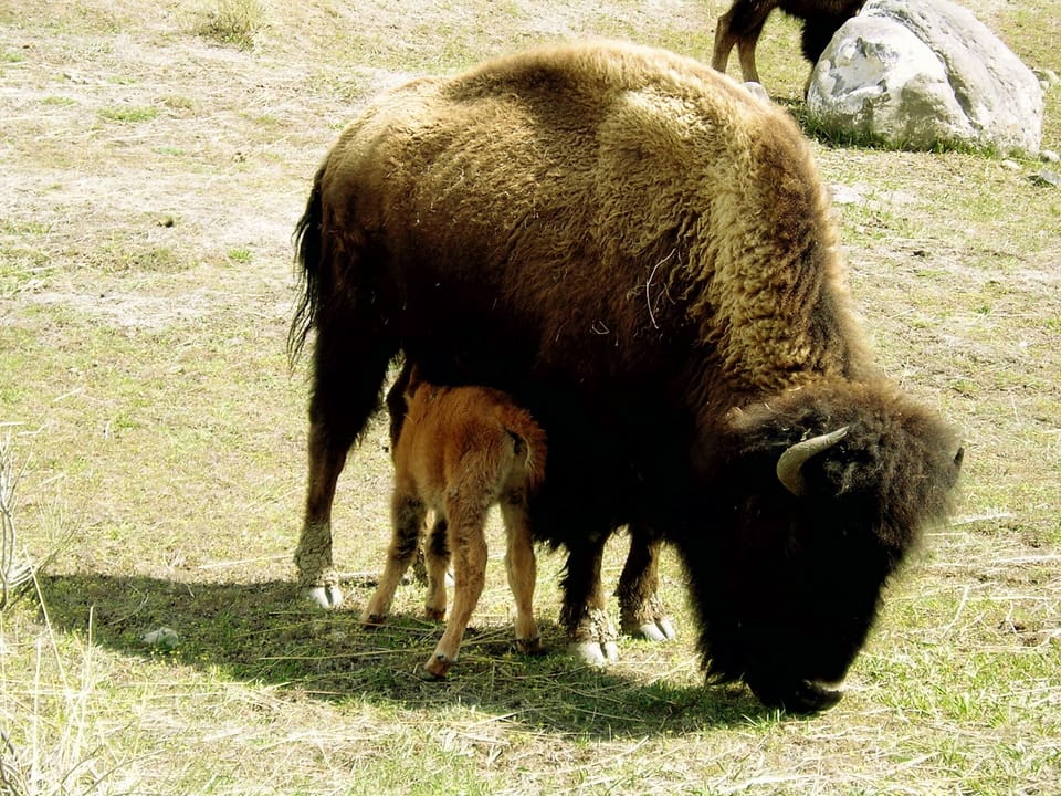 Spring is a great time to visit when many animals have their young.