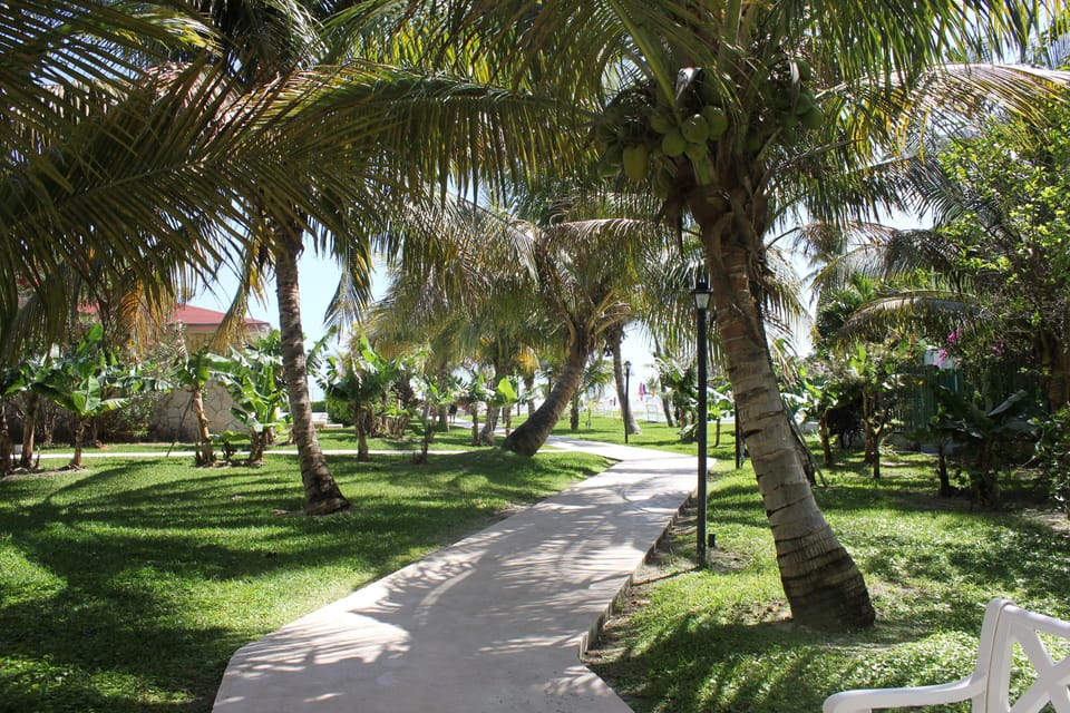 Beautiful property,
Coconut trees