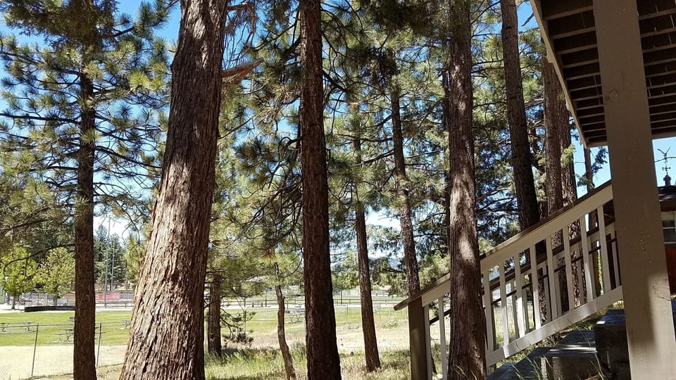 Nicely treed backyard setting.
