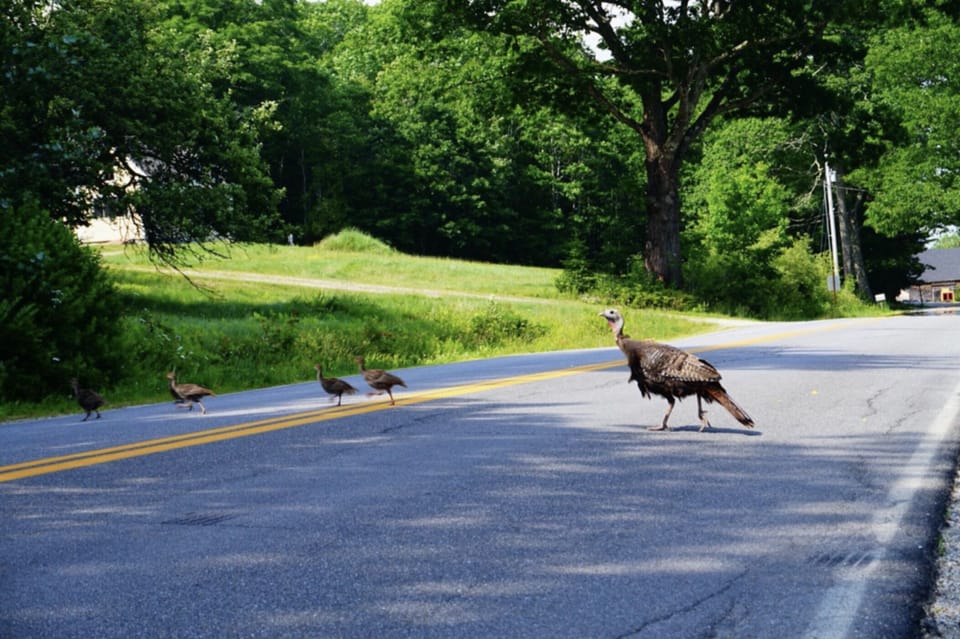 A wild turkey family making their way to the other side of the street