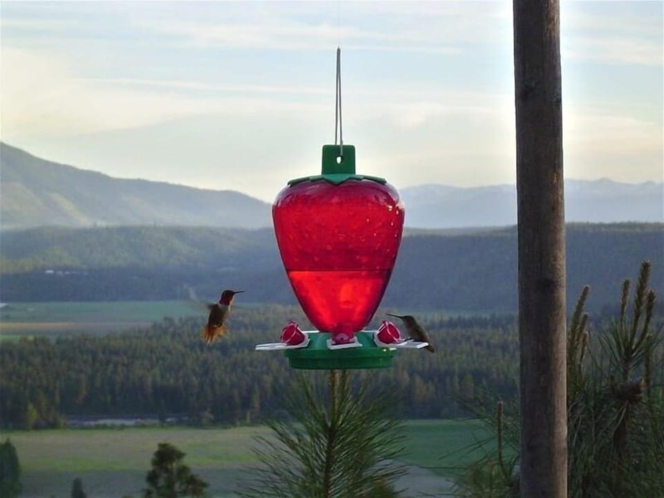 Summer Hummingbirds