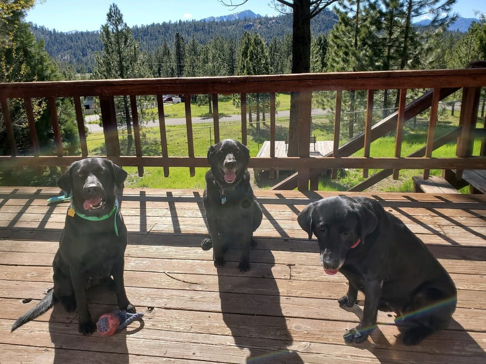 Well behaved pets welcomed 
