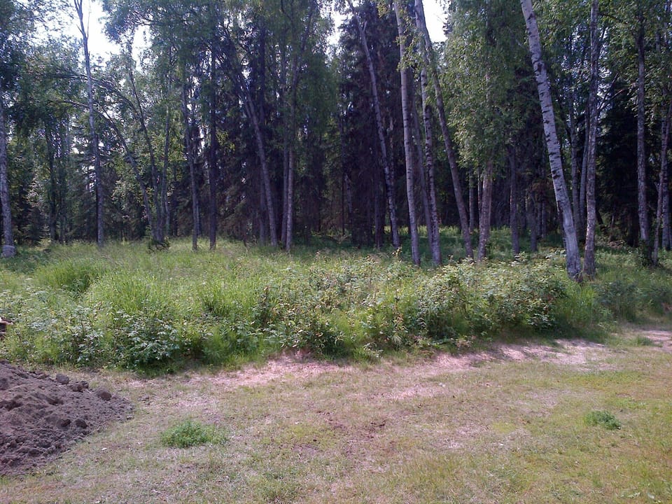 woods in front of house