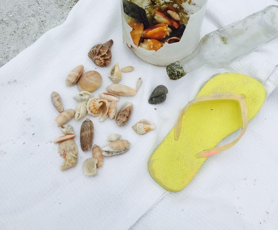 beach treasures- all in one morning walk!