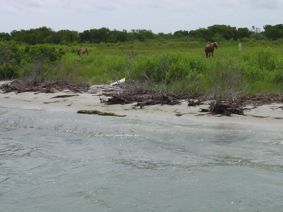 Wild horses on Assateague Island