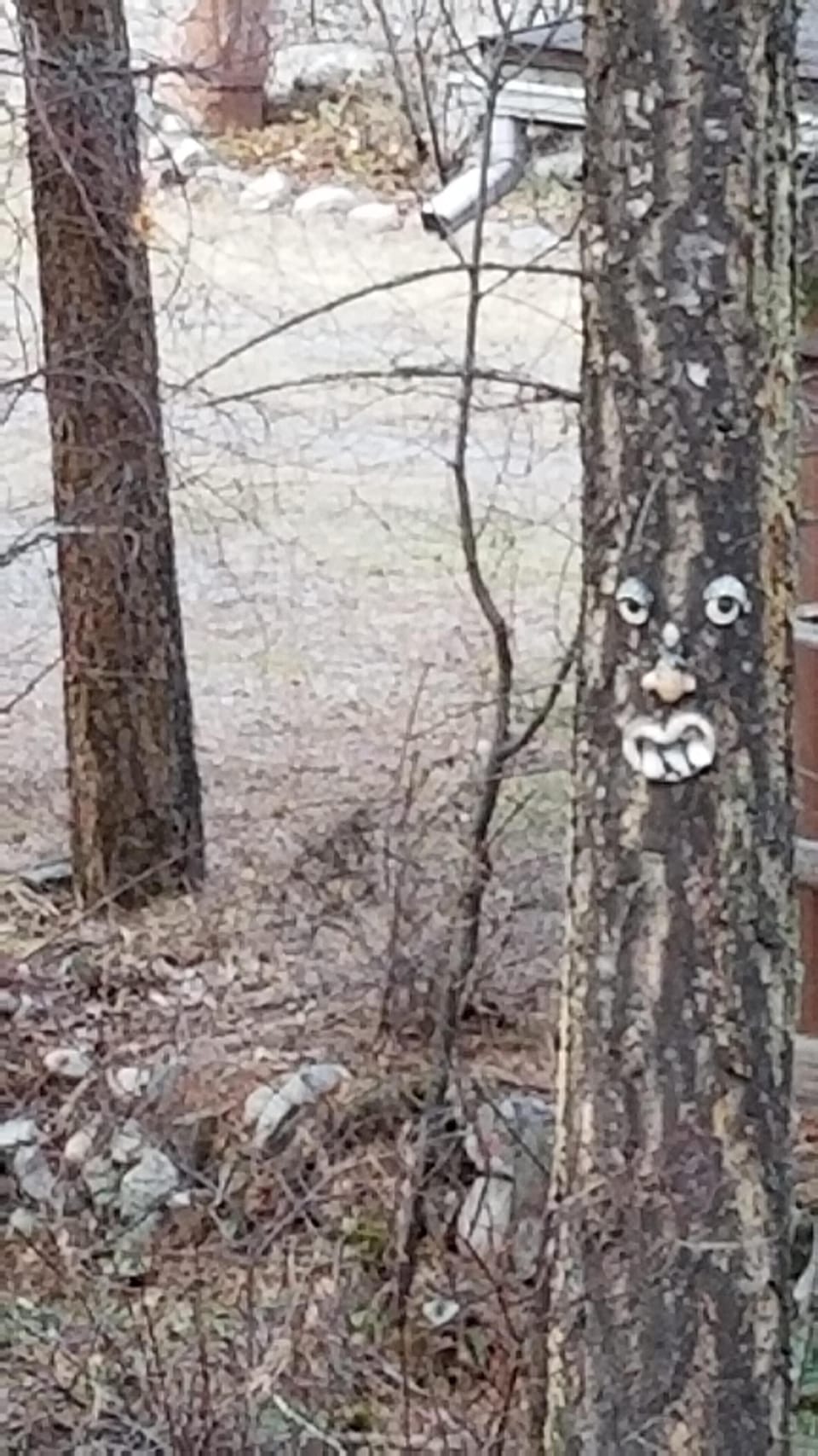Our tree friend!