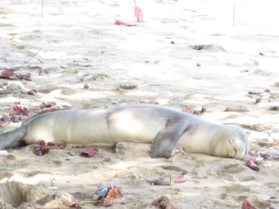 Our local resident, resting after a good night meal.